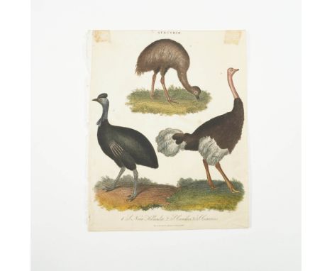 This antique 1827 hand-tinted engraving showcases three species of large flightless birds, labeled under STRUTHIO. The finely
