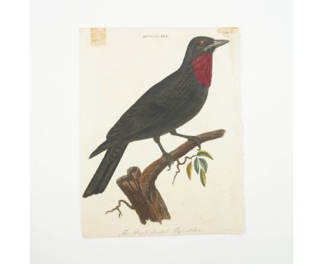 This antique 19th-century hand-tinted engraving depicts the Purple-Throated Flycatcher, perched on a tree branch, showcasing 