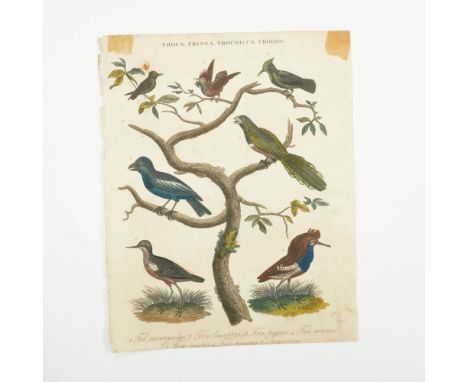 This antique 19th-century vibrant hand-tinted engraving presents a vibrant composition of various exotic bird species perched