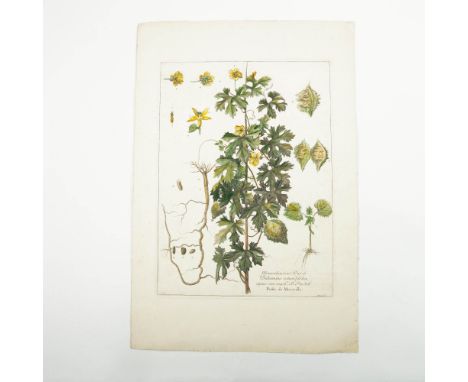 This exquisite 18th-century hand-tinted botanical engraving depicts Momordica Balsamina, also known as the balsam apple or Po