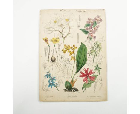 A finely detailed antique hand-tinted botanical etching featuring nine plant species, including three orchids, a phlox, and a