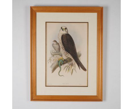 This finely detailed hand-colored lithograph titled Falco Sacer (Saker Falcon) showcases the collaborative work of German art