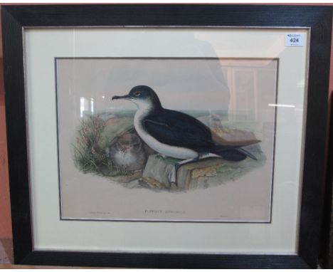 After John Gould, 'Manx Shearwater', coloured lithograph.  Framed and glazed.(B.P. 24% incl. VAT)