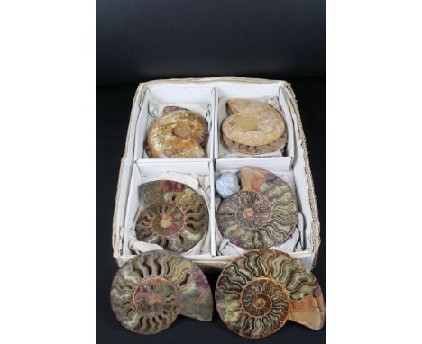 Four pairs of large Cleoniceras ammonite specimens, Cretaceous period, approximately 120 million years old, each pair have be