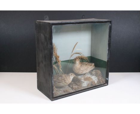 Taxidermy - Pair of quails in glazed case with natural fauna and rock surround, H 32cm, W 32cm, D 14cm