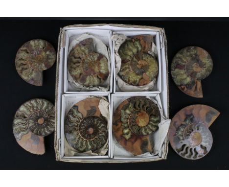 Four pairs of large Cleoniceras ammonite specimens, Cretaceous period, approximately 120 million years old, each pair have be