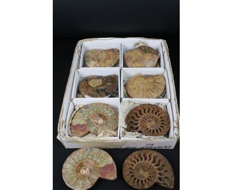 Six pairs of Cleoniceras ammonite specimens, Cretaceous period, approximately 120 million years old, each pair have been cut 