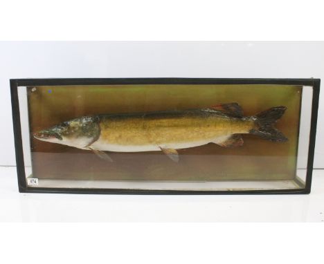 Taxidermy - Large Devon pike in glazed case, 1916, H 40cm, W 103cm, D 15cm