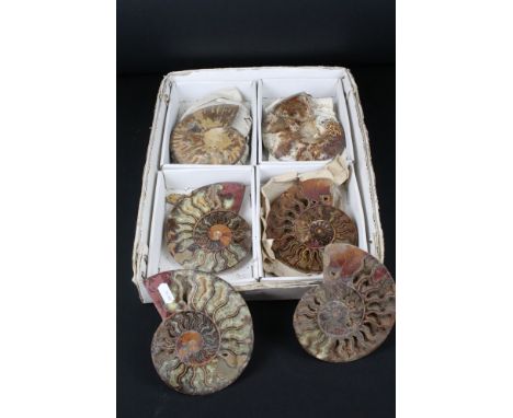 Four pairs of large Cleoniceras ammonite specimens, Cretaceous period, approximately 120 million years old, each pair have be
