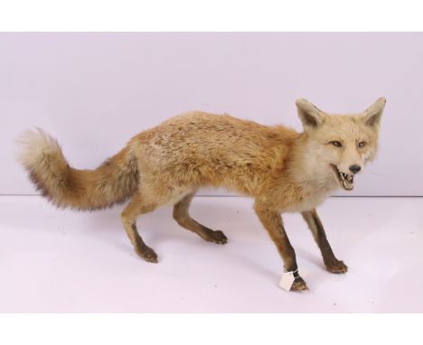 Taxidermy - Free standing fox, Approx. H 45cm, W 80cm, D 24cm