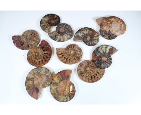 Six pairs of Cleoniceras ammonite specimens, Cretaceous period, approximately 120 million years old, each pair have been cut 