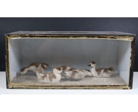 Taxidermy - Group of five ducklings in glazed case, H 23cm, W 52cm, D 23.5cm