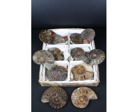 Six pairs of Cleoniceras ammonite specimens, Cretaceous period, approximately 120 million years old, each pair have been cut 