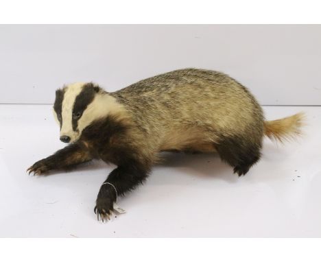 Taxidermy - Free standing badger, Approx. H 37cm, W 75cm, D 33cm