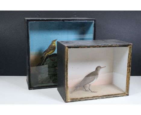 Taxidermy - Birds in glazed cases to include a single Sandpiper example, H 22.5cm, W 28cm, D 14.5cm together with a cased Yel