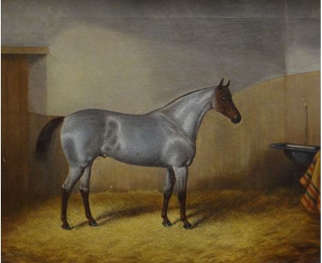 JAMES CLARK (1858-1909) oil on canvas - portrait of a silver-grey &amp; chestnut gelding standing in a stable, signed, 49 x 5