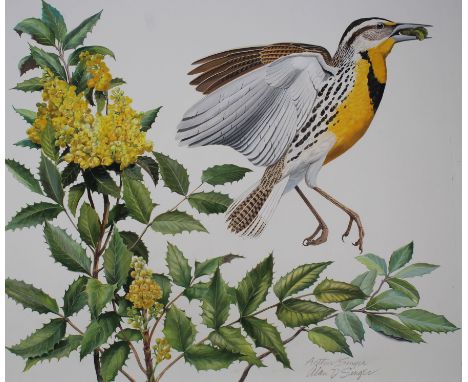 Arthur Singer (New York, 1917 - 1990) "Western Meadowlark and Oregon Grape" Signed lower right. Original Watercolor painting 