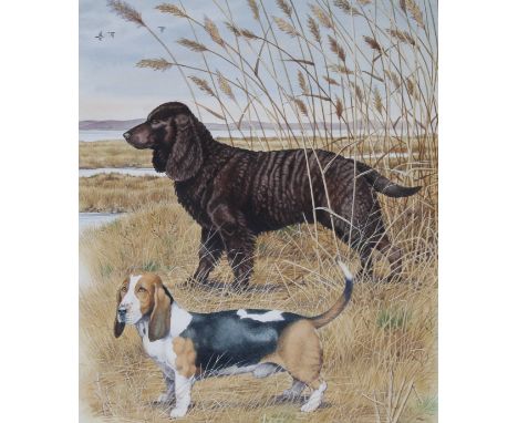 Peter Barrett (British, B. 1935) "Water Spaniel and Basset Hound" Signed lower left. Original Watercolor painting on Illustra