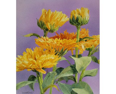 Skip Whitcomb (American, B. 1946) "Summer Garden Flowers - Marigold" Signed lower left. Original Mixed Media painting on Illu