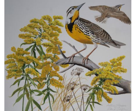 Arthur Singer (New York, 1917 - 1990) "Western Meadowlark and Goldenrod" Signed lower right. Original Watercolor paintng on I