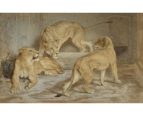 Basil Bradley, RWS,  British 1842-1904- Lions; pencil and watercolour heightened with touches of white on paper, signed and d