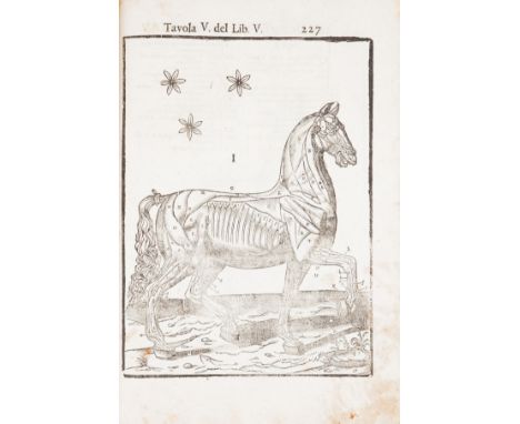 Ruini Carlo. Anatomia del cavallo, infermita, et suoi rimedii. Opera nuova, degna di qualsivoglia prencipe, &amp; cavaliere, 