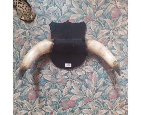 A pair of bulls horns by John Glennon Naturalist, 2 Lower Mession Street, Mession Square, Dublin, label also states 'Horns of