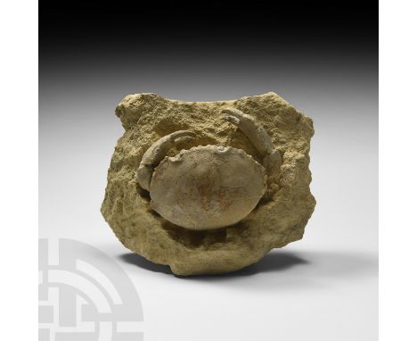 Eocene Period, c.50 million years BP. A complete Harpactocacinus punctatus fossil crab in a matrix.  1.3 kg, 16cm wide (6 1/4