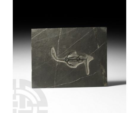 Triassic Period, c.250 million years BP. A complete fossil Keichousaurus hui in a veined rectangular matrix.  2.8 kg, 29cm wi