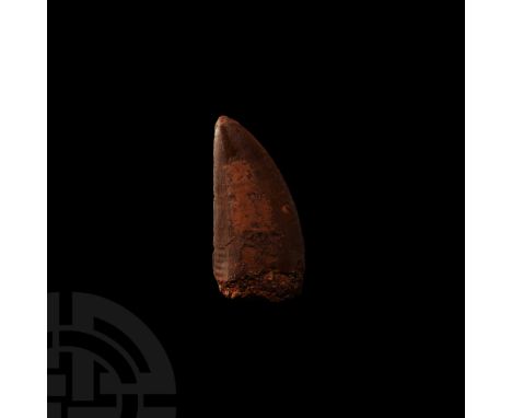 Cretaceous Period, 100 million years BP. A fossilised Carcharodontosaurus saharicus tooth with some visible serrations; suppl