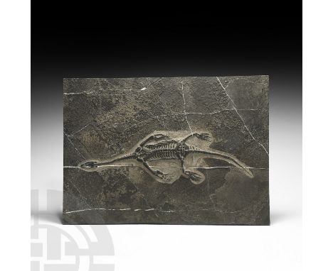 Triassic Period, c.250 million years BP. A complete fossil Keichousaurus hui skeleton in a veined rectangular matrix.  2.4 kg