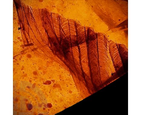 Upper Cretaceous Period, c.99 million years BP. A polished piece of Burmese amber containing a dinosaur feather, showing clea