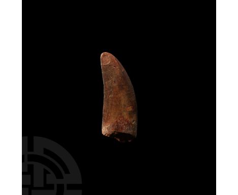 Cretaceous Period, 100 million years BP. A fossilised Carcharodontosaurus saharicus tooth; supplied in a display frame. 78.8 