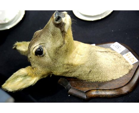 Vintage shield mounted deer head taxidermy. H: 36 cm. Not available for in-house P&amp;P. 