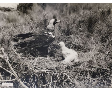 * Hosking (Eric, 1909-1991). A group of 12 bromide print exhibition-size photograph enlargements of birds, including 4 black 