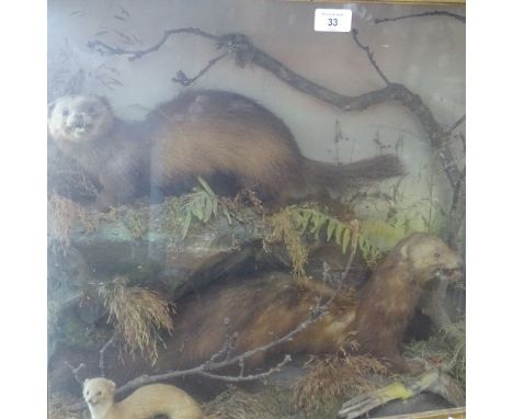 TAXIDERMY - 3 hunting ferrets, in naturalistic surround, with glazed case, length 63cm, height 53cm 
