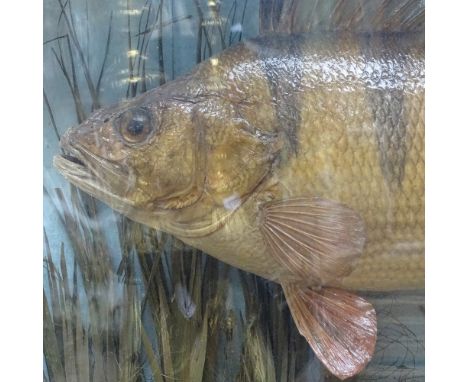 TAXIDERMY - a Victorian stuffed perch, 2.75lbs, in naturalistic surround, with curved glazed case by S F Sanders, case length