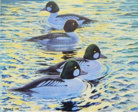 After Peter Scott Limited edition colour print "Golden Eyes on Golden Water", signed and numbered 37/500, 47cm x 52cm 