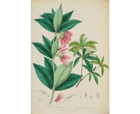  Royle, J. Forbes Illustrations of the Botany and Other Branches of the Natural History of the Himalayan Mountains and of the