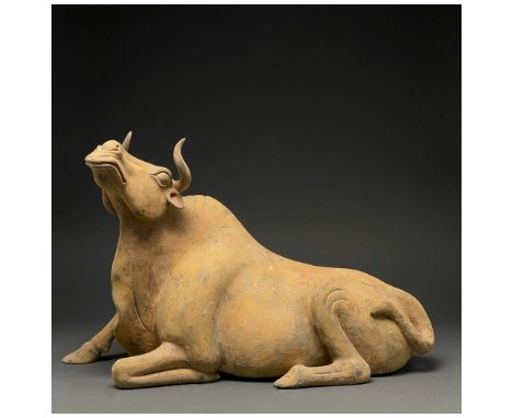 Ca. 618 - 907 AD. Chinese Tang Dynasty. An elegant terracotta statue depicting an ox lying down, with its tail flicked over i