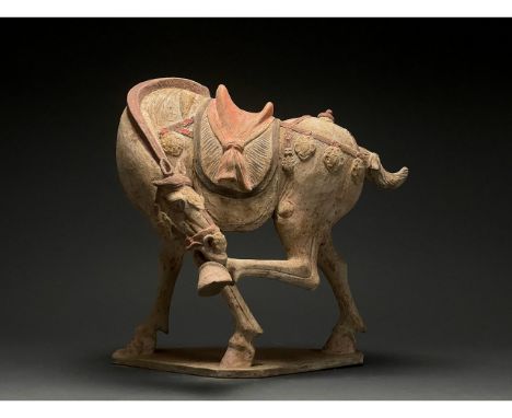 Ca. 618 - 907 AD. Chinese Tang Dynasty. An elegant hollow-moulded terracotta horse. This horse is modelled in a stretched pos