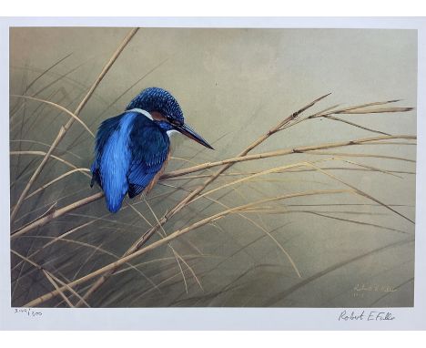 Robert E Fuller (British 1972-): 'Kingfisher on Reeds', limited edition colour print signed and numbered 249/300, 24cm x 32cm