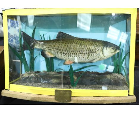 Taxidermy Chub mounted in glass case with attribution to 1971. Not available for in-house P&P.Condition Report: No cracks, ch