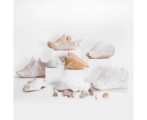 A collection of shells, to include a sea urchin, conch and clam examples,together with a submerged pottery vase fragment,vase