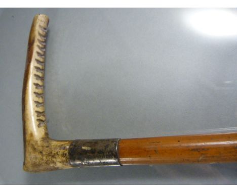 Horn handled Swagger stick with Birmingham hallmarked silver collar dated 1901