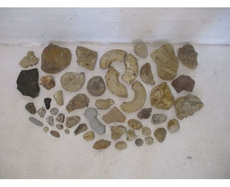 A quantity of geological specimens, including a natural fire opal, a trilobite, ammonites and other fossils etc. 