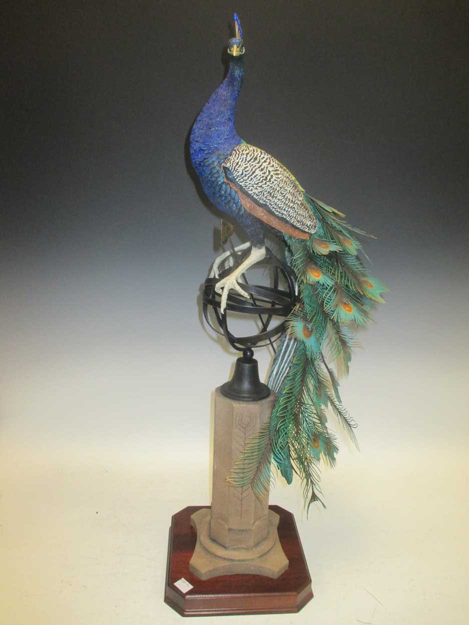 Border Fine Arts Millennium Collection 'Regal Splendour BO364' 77cm