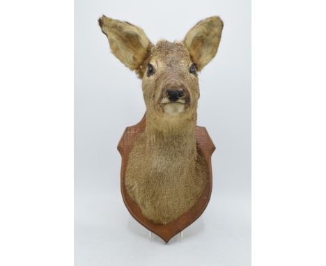 A vintage French taxidermy model of a Deer mounted on a wooden shield. 38cm tall.  