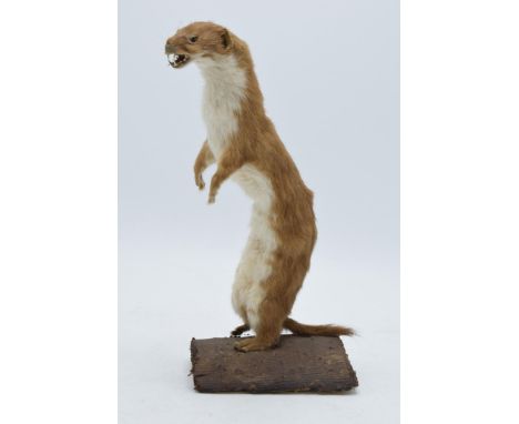 A vintage French taxidermy model of a Stoat (or similar) mounted on a wooden base. 22cm tall.  