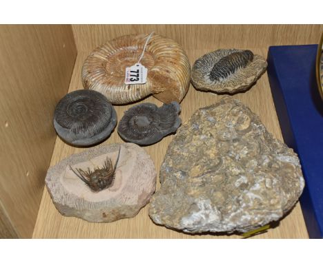 A GROUP OF FOSSILS to include a polished Ammonite diameter 14cm, an Ammonite encased in stone with opposing piece, a Leonaspi